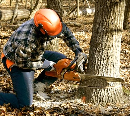 Tree Removal in West Enfield, ME
